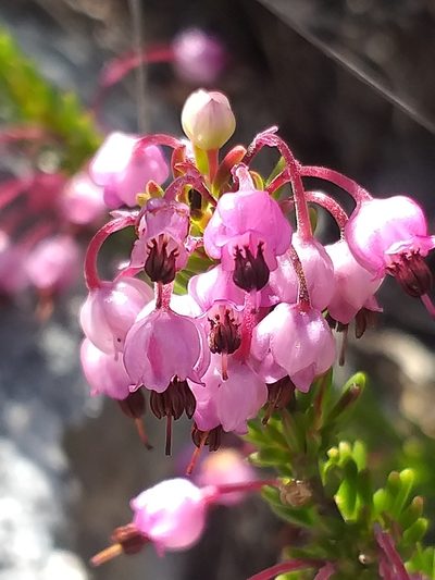 Erica gracilipes, photographed by kevin koen