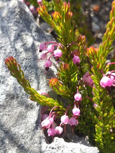 Erica gracilipes, photographed by kevin koen