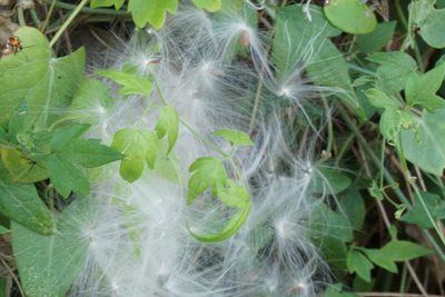 Clematis drummondii, photographed by Center for Urban Ecology