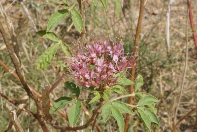 Cleome dodecandra, photographed by Center for Urban Ecology