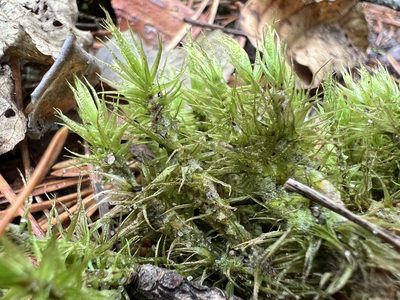 Dicranum polysetum, photographed by Pavel Masalov