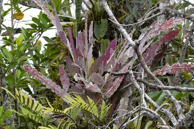 Epiphyllum phyllanthus, photographed by Kristof Zyskowski