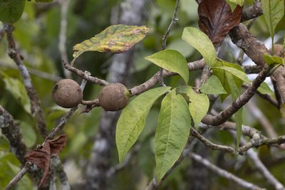 Genipa americana, photographed by Kristof Zyskowski