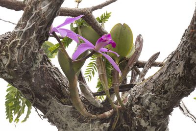 Cattleya violacea, photographed by Kristof Zyskowski