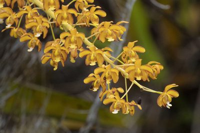 Eriopsis altissima, photographed by Kristof Zyskowski