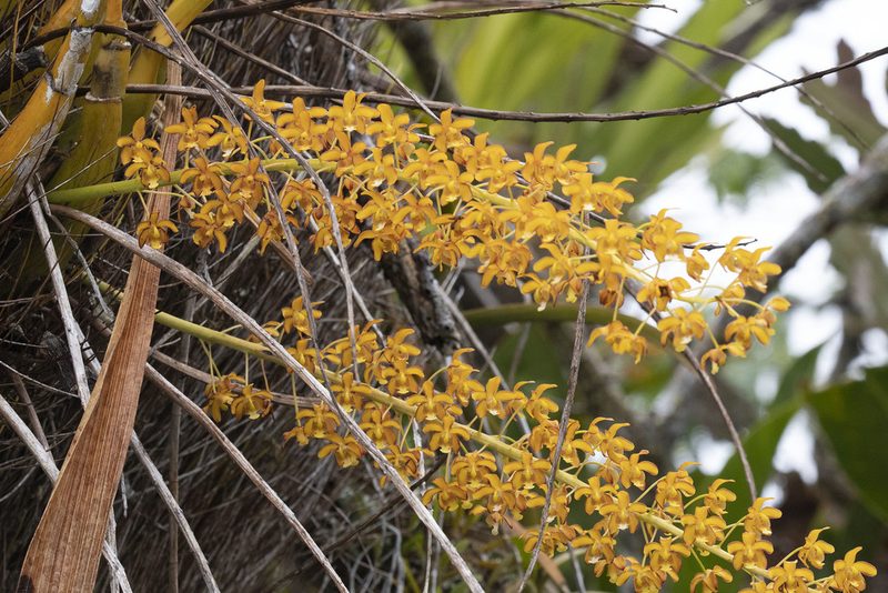 Eriopsis altissima, photographed by Kristof Zyskowski