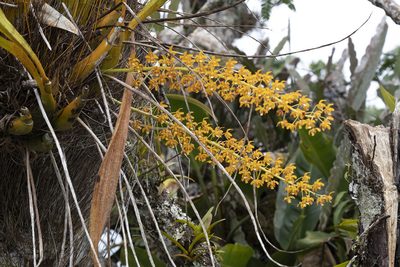 Eriopsis altissima, photographed by Kristof Zyskowski