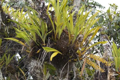 Eriopsis altissima, photographed by Kristof Zyskowski