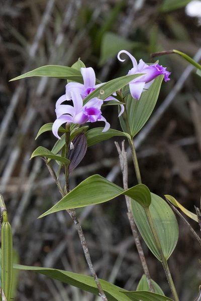 Sobralia decora, photographed by Kristof Zyskowski
