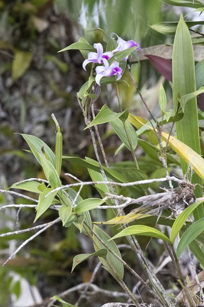 Sobralia decora, photographed by Kristof Zyskowski