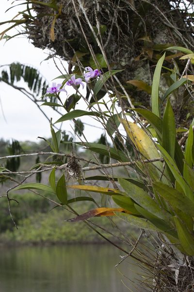 Sobralia decora, photographed by Kristof Zyskowski