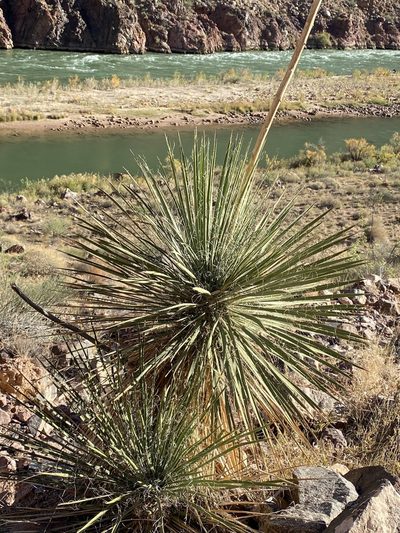Yucca utahensis, photographed by Bob Walker
