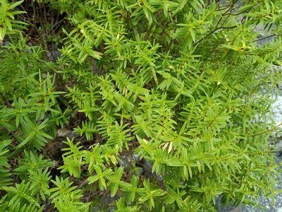 Veronica parviflora, photographed by Sunita Singh