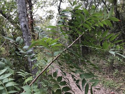 Pistacia chinensis, photographed by Cliff Tyllick