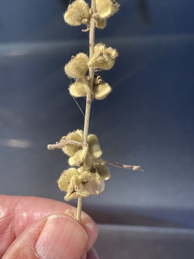 Gouania rosei, photographed by Jim Riley