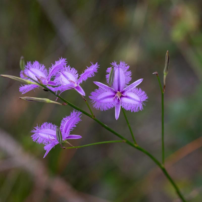 Thysanotus racemoides, photographed by Kym Nicolson