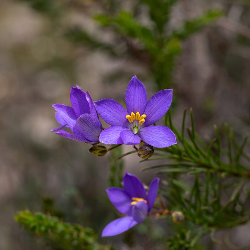 Cheiranthera alternifolia, photographed by Kym Nicolson