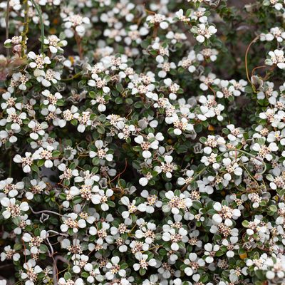 Cryptandra leucophracta, photographed by Kym Nicolson