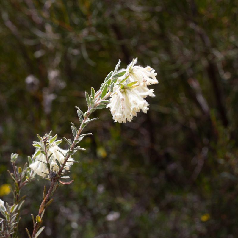 Pimelea octophylla, photographed by Kym Nicolson