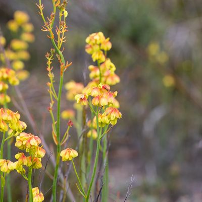Glischrocaryon behrii, photographed by Kym Nicolson
