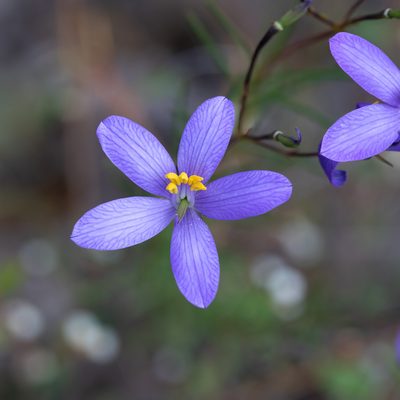 Cheiranthera alternifolia, photographed by Kym Nicolson