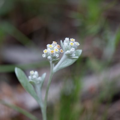 Vellereophyton dealbatum, photographed by Kym Nicolson