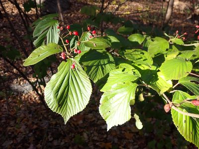 Viburnum dilatatum, photographed by Taro Ietaka