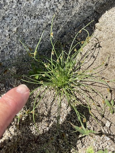 Cyperus subsquarrosus, photographed by Jim Riley