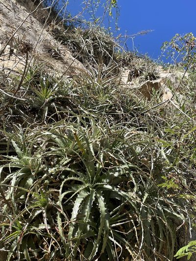 Hechtia montana, photographed by Jim Riley