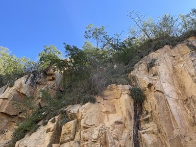 Hechtia montana, photographed by Jim Riley