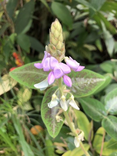 Desmodium intortum, photographed by Skjold Søndergaard