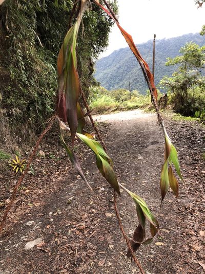Pitcairnia riparia, photographed by Skjold Søndergaard