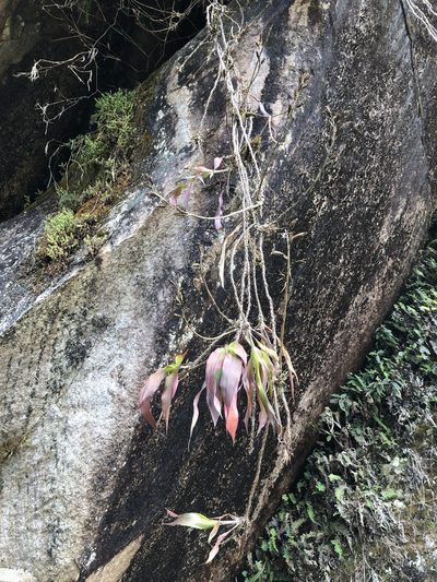 Pitcairnia riparia, photographed by Skjold Søndergaard