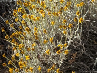 Thymophylla setifolia, photographed by Norveig