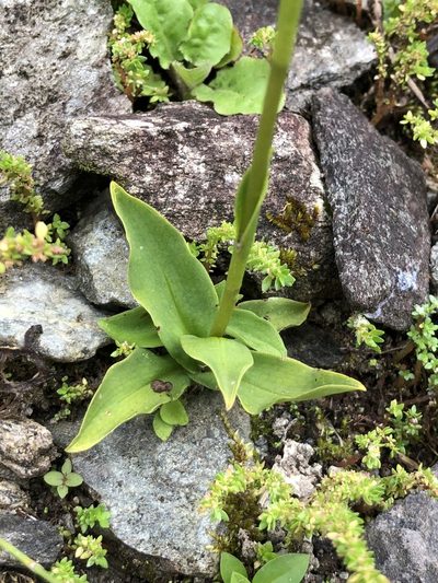 Ponthieva fertilis, photographed by Skjold Søndergaard