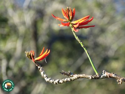 Erythrina speciosa, photographed by Diogo Luiz