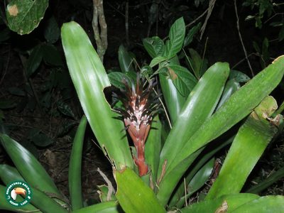 Billbergia pyramidalis, photographed by Diogo Luiz
