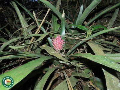Quesnelia quesneliana, photographed by Diogo Luiz