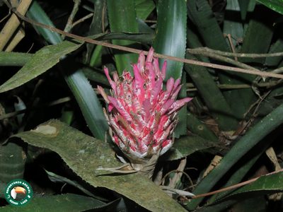 Quesnelia quesneliana, photographed by Diogo Luiz