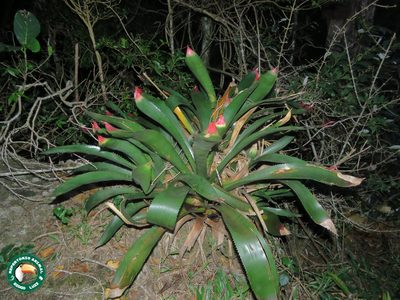Wittrockia superba, photographed by Diogo Luiz