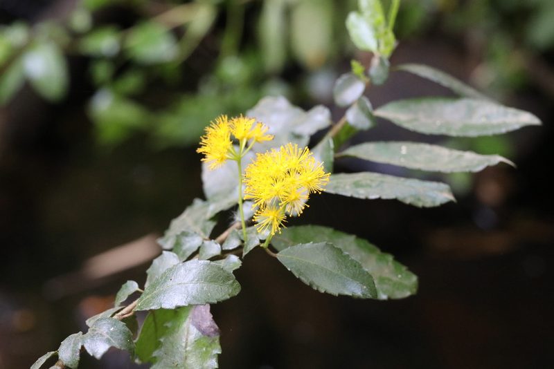 Azara serrata, photographed by nitsuga74