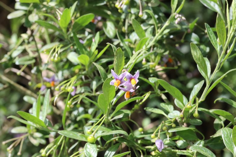 Solanum valdiviense, photographed by nitsuga74