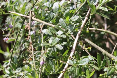 Solanum valdiviense, photographed by nitsuga74