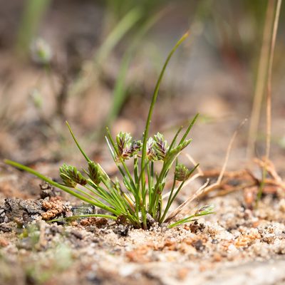 Isolepis levynsiana, photographed by Kym Nicolson