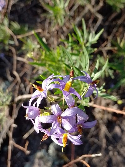 Solanum angustifidum, photographed by Tomás Carranza Perales