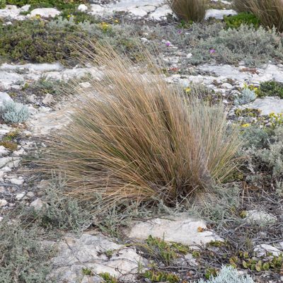 Austrostipa stipoides, photographed by Kym Nicolson