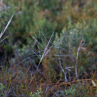 Austrostipa elegantissima, photographed by Kym Nicolson