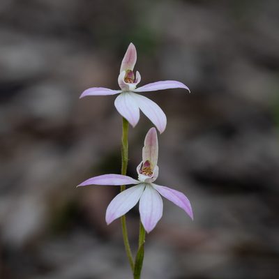Caladenia carnea, photographed by Kym Nicolson
