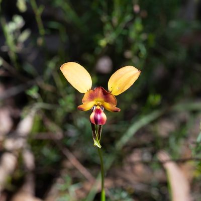 Diuris orientis, photographed by Kym Nicolson