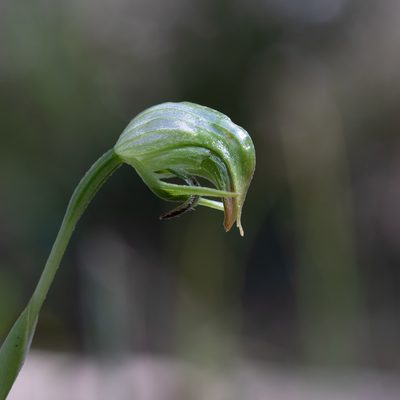Pterostylis nutans, photographed by Kym Nicolson